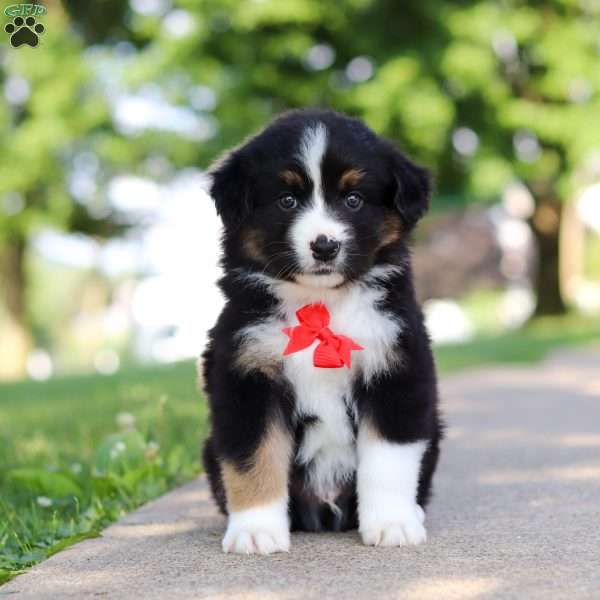 Roamer, Miniature Australian Shepherd Puppy